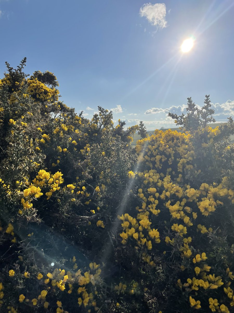 sionedhaf4's tweet photo. Diwrnod braf i fynd am dro a chymryd rhan yn nhaith rithiol y @colegcymraeg, i godi arian at apêl Wcrain #cccwcrain ☀️ 6 milltir! 

Dolen i gyfrannu: https://t.co/AhkTF7qHBb https://t.co/fX4kSxafGh