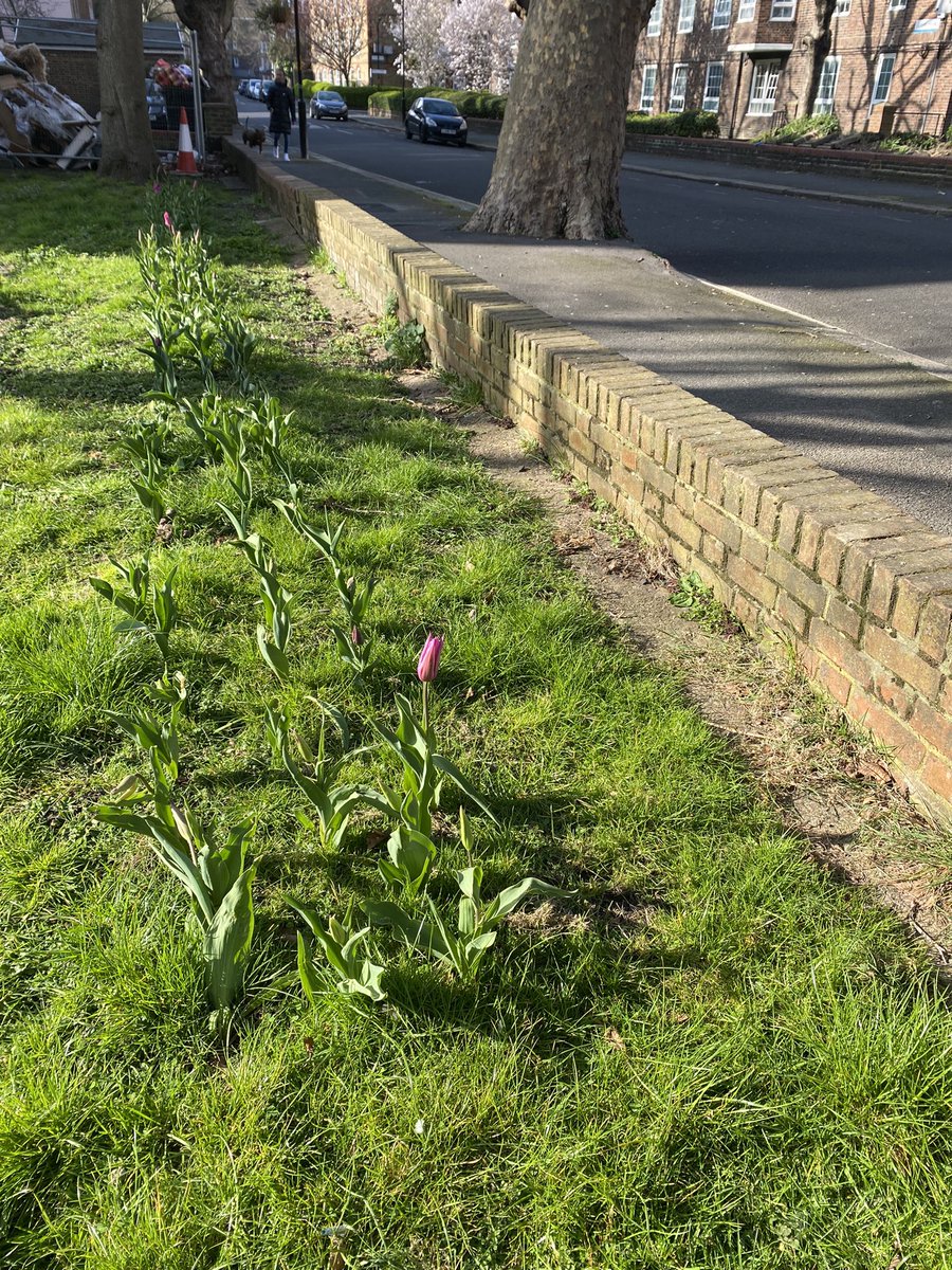 DeirdreMcGale's tweet photo. A row of 200 tulip bulbs about to open up on Manciple Street between between Huberd &amp; Tabard House with thanks to @BermondseyGreen @Brundn629 @ElaineTran19 @zoeyavarose @AnnaBayraktar @martin_dixon #ada100 https://t.co/nM5IcmTYeF