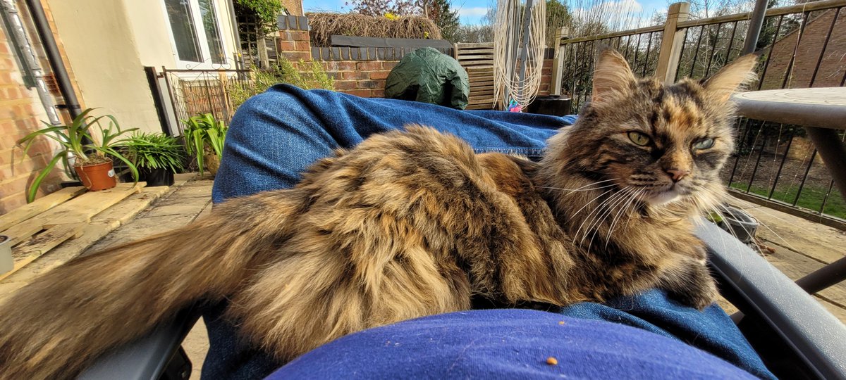the_lazyknight's tweet photo. So I got kinda trapped earlier today. Ended up pinned to my chair by #PixieCat for over an hour and a half... https://t.co/lVLB2eciLK
