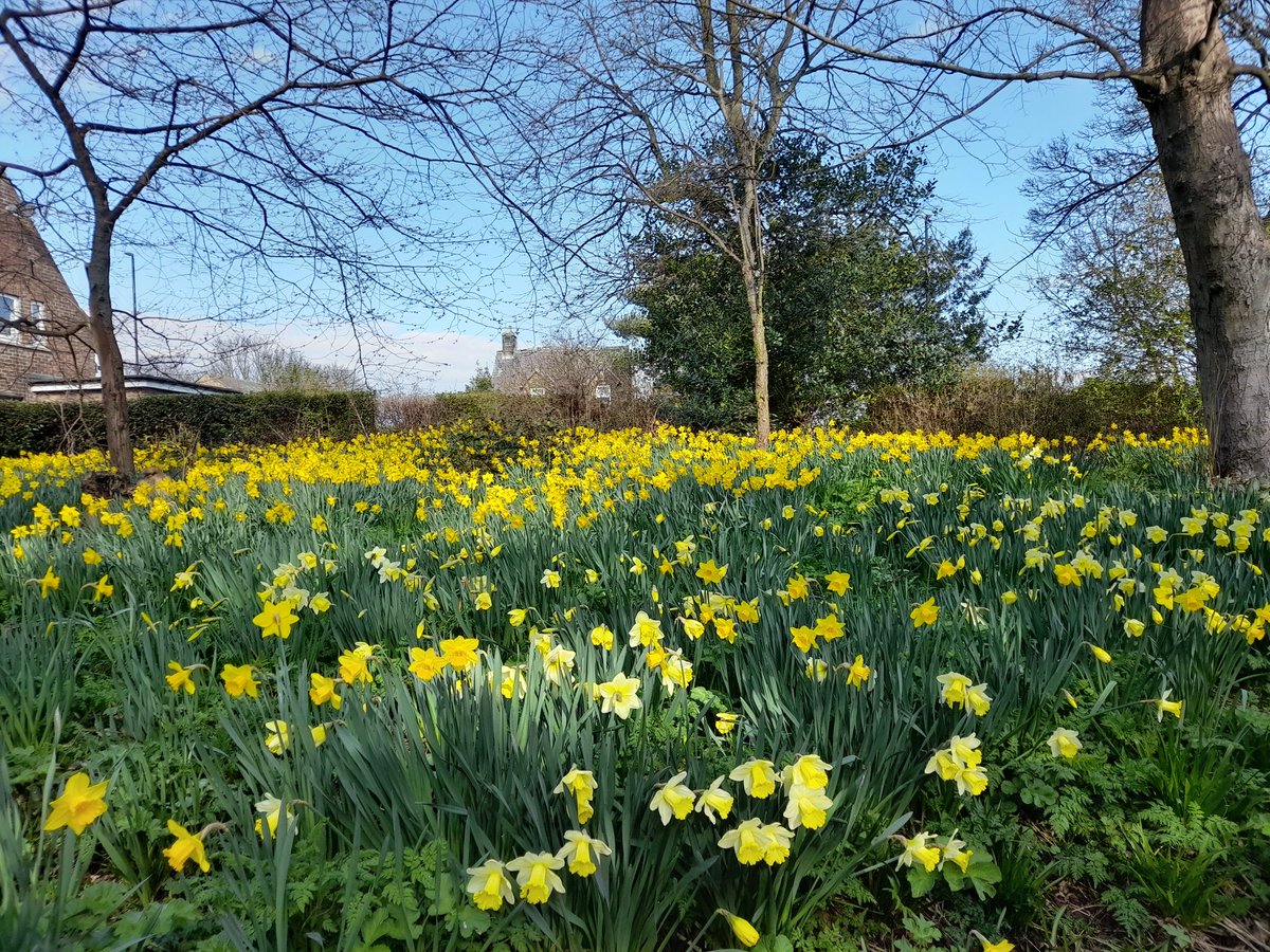#ParkLifeBroughtToYou
Hope you all remembered to put your clocks forward this morning and have had a marvellous Mother's Day.
Today as an homage to the great Mother Earth, we did our first BeeWalk for <a href="/BumblebeeTrust/">Bumblebee Conservation Trust</a>
#NorthShields #Tynemouth #NTCouncilTeam