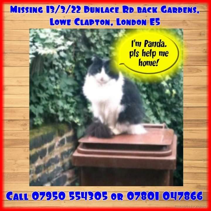 JohnDaffern2's tweet photo. Panda has been #missing since 13th March 2022 from Dunlace Road in #LowerClapton #London #E5. Please keep your eyes open for him and check around your sheds/garages #findpanda https://t.co/2HnkHG9VvV