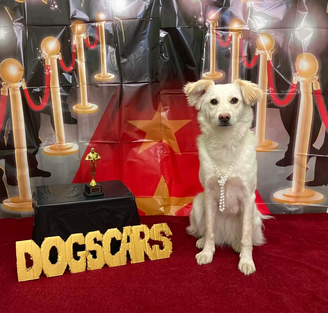 @paws4adayschool celebrating the dogscars with our Very Important Pooch winning the glamorous girl category.