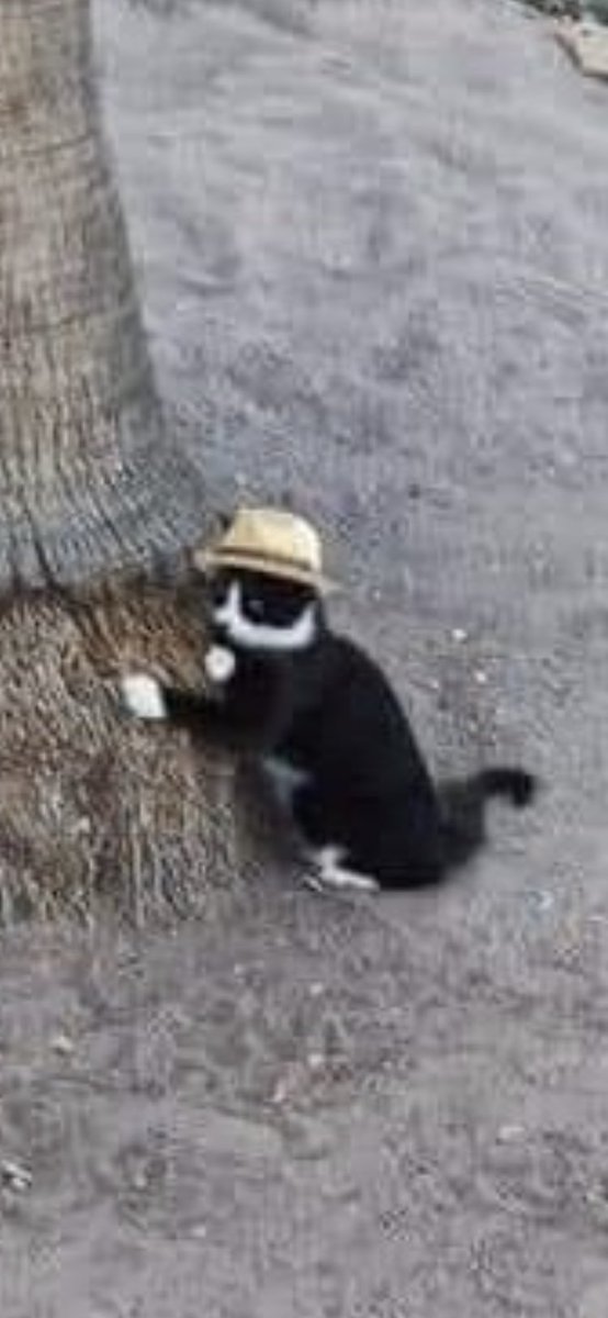 EmilianoOutlaw's tweet photo. - El gato Juan Gabriel no existe.

- El gato Juan Gabriel... https://t.co/jGWMNl2A8h