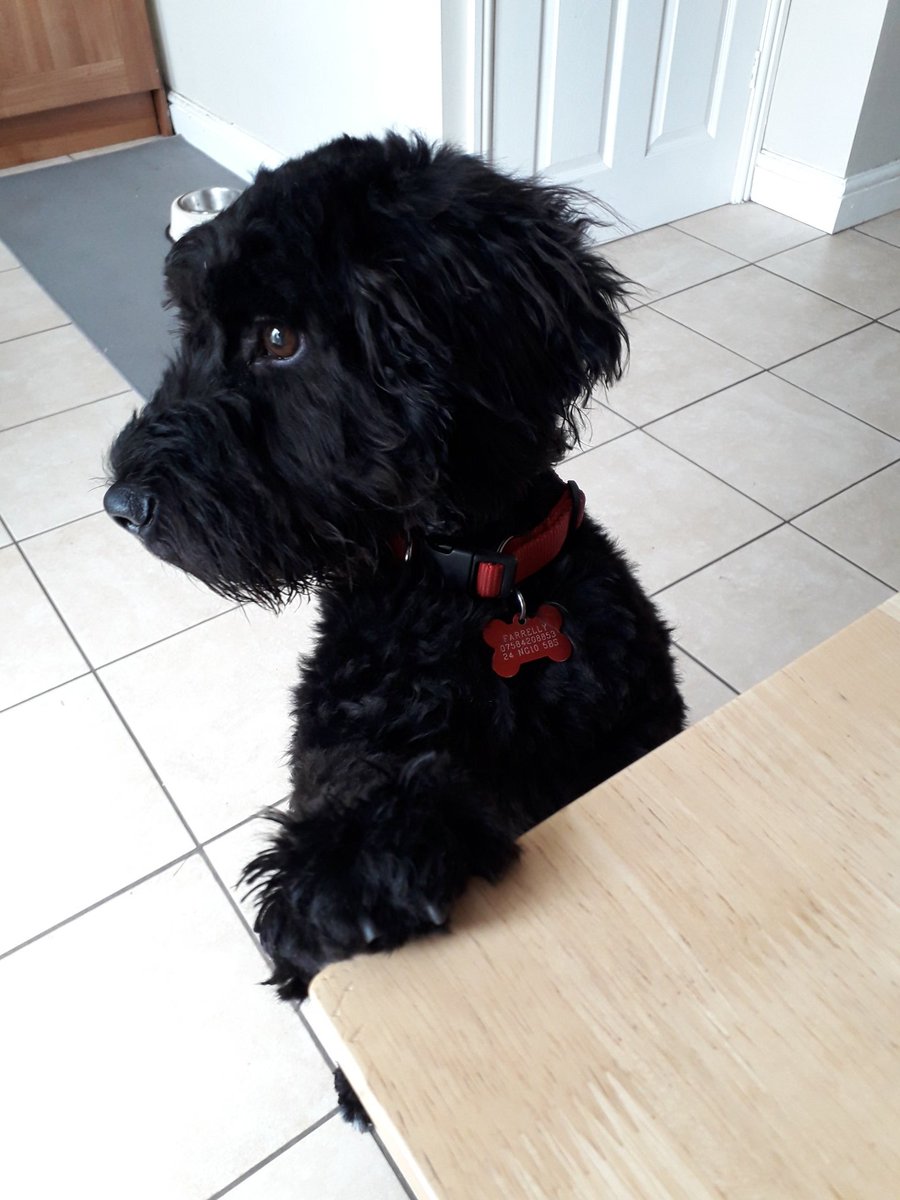 r_sidebottom's tweet photo. @PetsatHome great first adult groom at #chilwell groom room this morning. Your staff are amazing and looked after me - thank you woof https://t.co/YSlEp2djG0