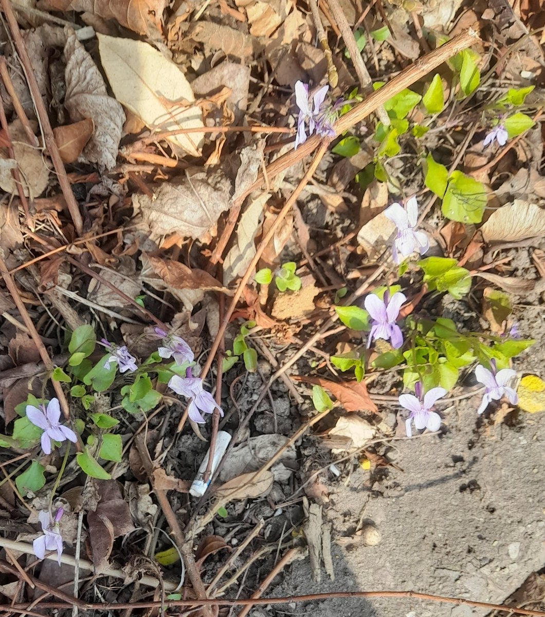Sweet Violet (Viola odorata) 
#VioletChallenge #wildflowerhour