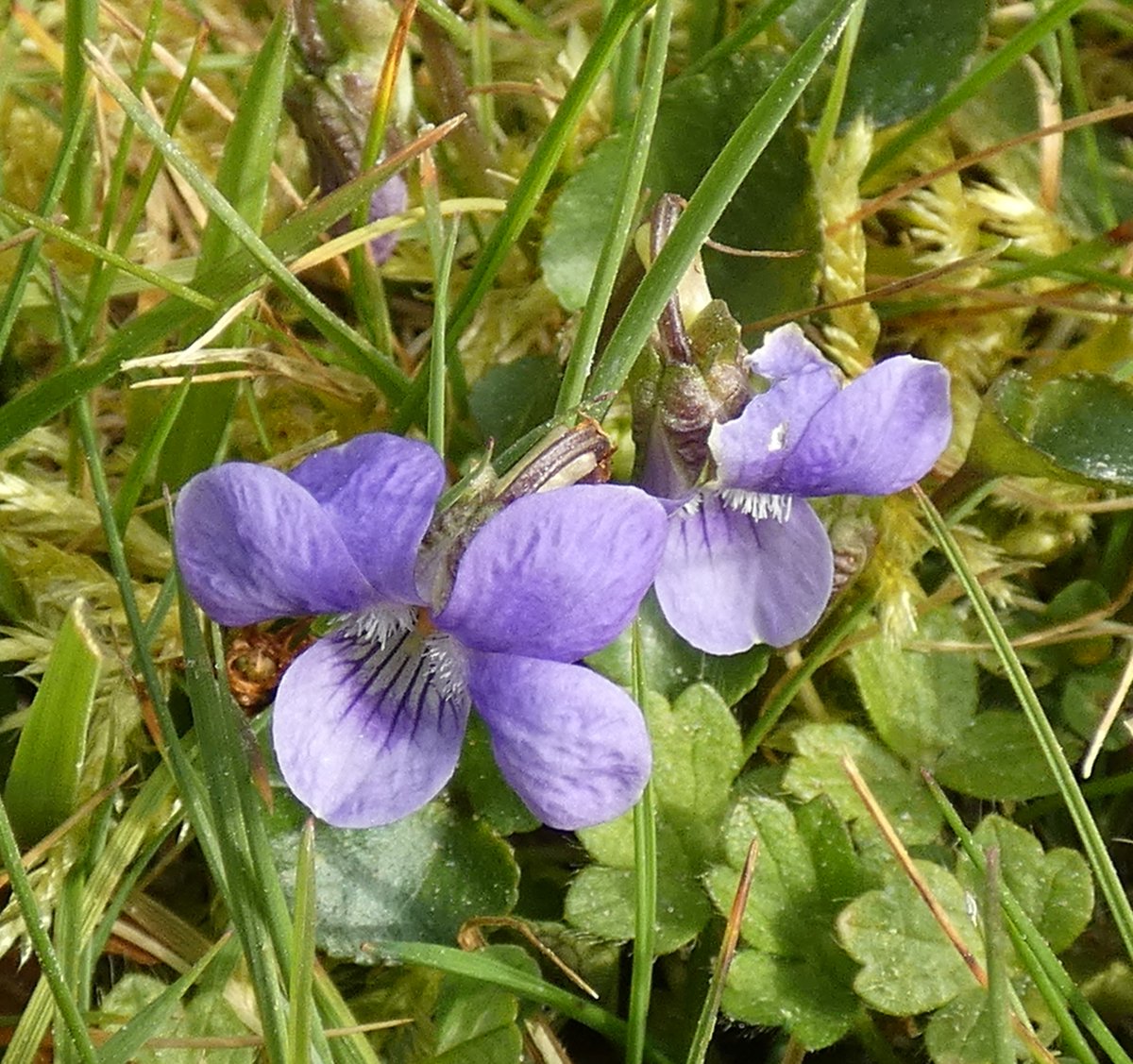 Common Dog-Violets growing in our lawn #VioletChallenge #Wildflowerhour