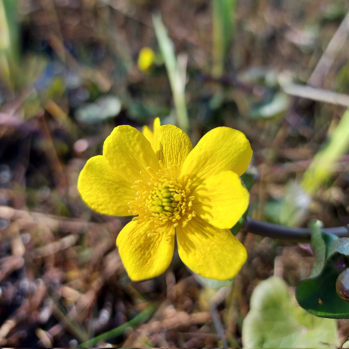 Ballinderry Rivers Trust (@ballinderryrt) on Twitter photo our first #wildflowerhour ~ marsh marigold (Caltha palustris) ~ Brookend Nature Reserve, western shore of Lough Neagh ~ Ballinderry River catchment <a href="/wildflower_hour/">wildflowerhour</a> <a href="/BSBIbotany/">BSBI: Botanical Society of Britain & Ireland</a> <a href="/BSBI_Ireland/">BSBI Ireland</a> our first #wildflowerhour ~ marsh marigold (Caltha palustris) ~ Brookend Nature Reserve, western shore of Lough Neagh ~ Ballinderry River catchment <a href="/wildflower_hour/">wildflowerhour</a> <a href="/BSBIbotany/">BSBI: Botanical Society of Britain & Ireland</a> <a href="/BSBI_Ireland/">BSBI Ireland</a>