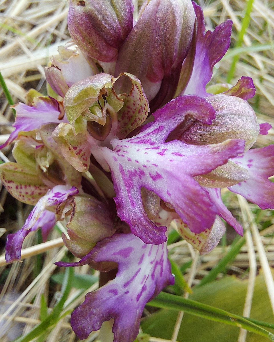 What are YOU doing in the UK, Himantoglossum robertianum? Being lovely and reproducing quietly in the countryside? Ok then...