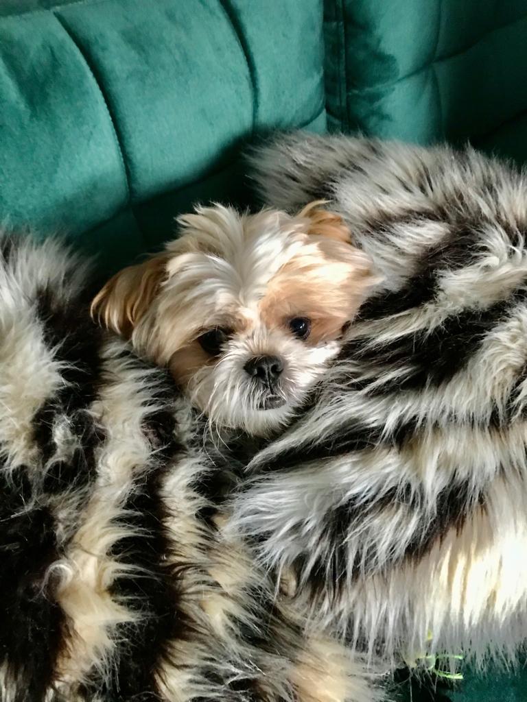 Tinyfable's tweet image. The holy trinity of Freddy achieving pure bliss