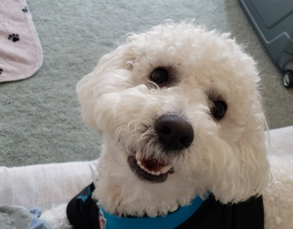 I have no frens 

Will you be my fren?

#DogsofTwittter 
#bichon