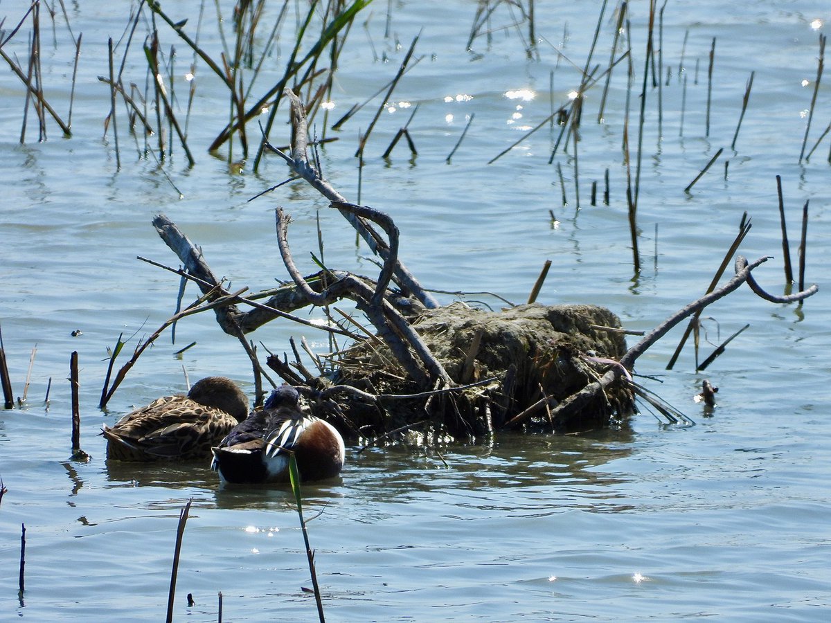 HelenCoombes4's tweet photo. Oroklini lake was brimming with birds today! Teal, Black winged stilt, Nthrn Shoveler and Coots @Natures_Voice @birdsaroundcy @birdlifecyprus @birdfocuscy #Cyprusbirds #BirdsSeenIn2022 #birdphotography #TwitterNatureCommunity https://t.co/x3mhVlfSxm