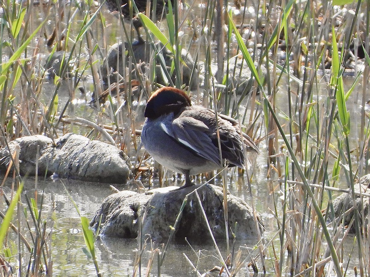 HelenCoombes4's tweet photo. Oroklini lake was brimming with birds today! Teal, Black winged stilt, Nthrn Shoveler and Coots @Natures_Voice @birdsaroundcy @birdlifecyprus @birdfocuscy #Cyprusbirds #BirdsSeenIn2022 #birdphotography #TwitterNatureCommunity https://t.co/x3mhVlfSxm
