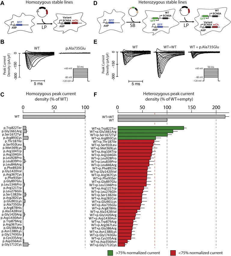 VanderbiltMSTP's tweet photo. New work in @GIMJournal from @mjoneill95 (G2) with help from @Ayeshamyar (G4)! This study shows that heterozygous loss-of-function variants in SCN5A (found in #BrugadaSyndrome) can have a #dominantnegative effect: https://t.co/ULPvOnFxKE https://t.co/rlO0bocKoa