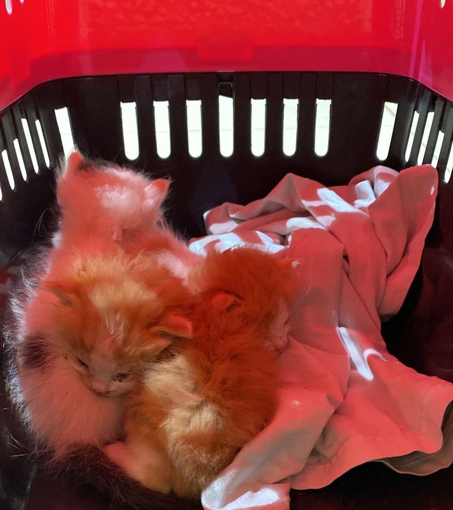 يوجد ٣ قطط عمرهم تقريبا ٣ اسابيع، امهم تركتهم، موجودين عند صديقتي، ما تقدر تعتني فيهم، ممكن تساعدونا نلاقي لهم مأوى؟
ساعدوني بليز 😭 <a href="/ask_riyadh1/">اسأل الرياض</a>