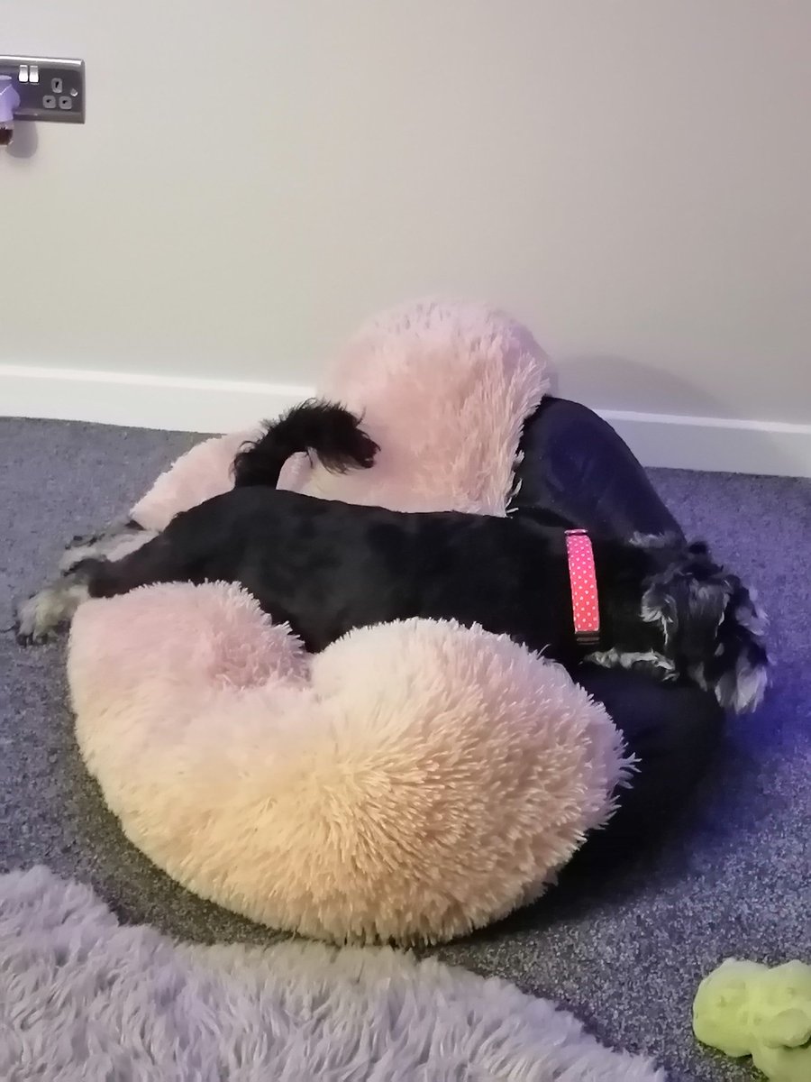 Dis is my bed and you is not comin on Albie 🤣