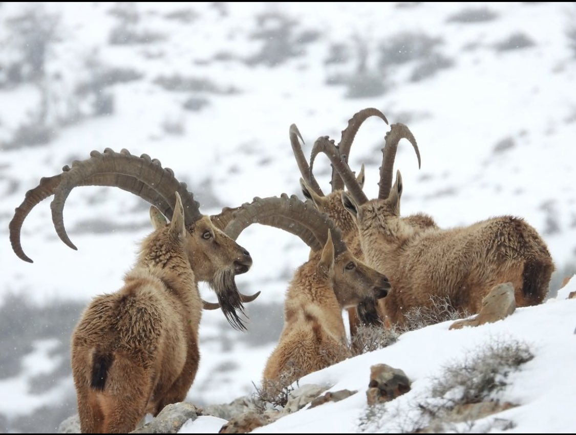 A 100 years after their extinction, the #ShoufBiosphereReserve has led a reintroduction initiative
of the #NubianIbex, an important mountaintop restoration operation. We are looking forward to releasing 28 heads into the wild soon… here’s a sneak preview of our happy family!