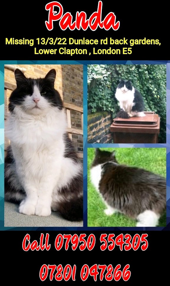 Please RT &amp; share to help #FindPanda

#missing Panda is a Battersea rescue who has been with his family 12 years.

Last seen in his back garden on March 13, Dunlace Road, Lower Clapton #E5 
He has not been since and food is untouched.

<a href="/natowen_/">nat</a> <a href="/AmpaHRO/">Ampa Owen</a>