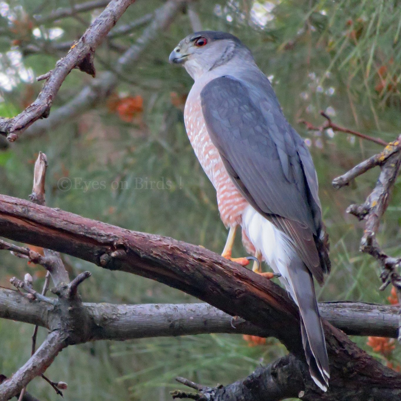 Eyes On Birds Cooper S Hawk On Favorite Tree クーパーハイタカ お気に入りの木で California Birds 野鳥観察 ハイタカ 平和 T Co K7v4obzjxx Twitter Eyes On Birds Cooper S Hawk On Favorite Tree クーパーハイタカ お気に入りの木で California Birds 野鳥観察 ハイタカ 平和 T Co K7v4obzjxx Twitter