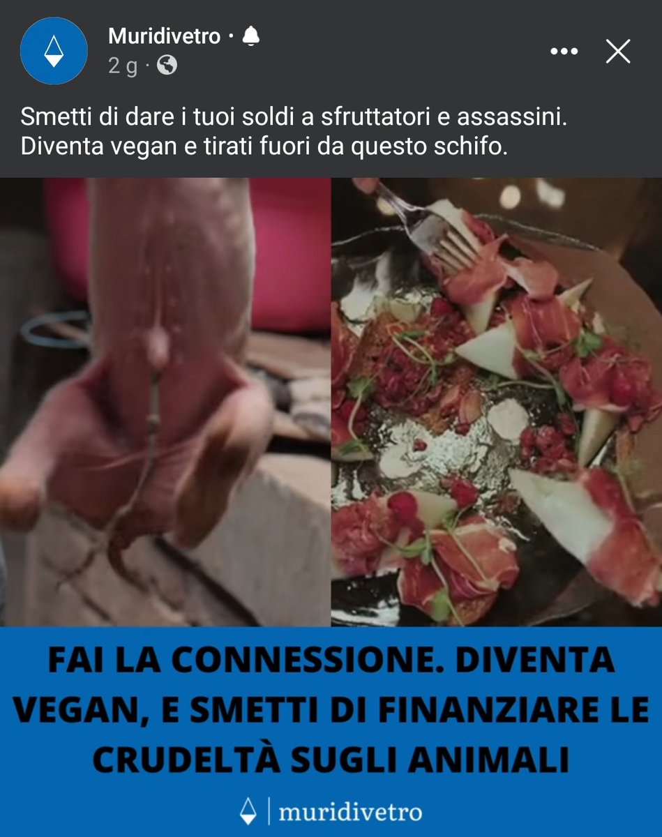 muridivetro tweet media