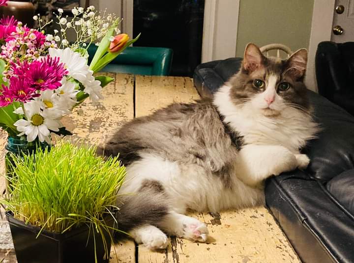 Meet mama's friend's handsome man and he knows it, Ferguson. Just stunning. ❤❤❤ #catsofinstagram #catsofinstagram #AdoptDontShop