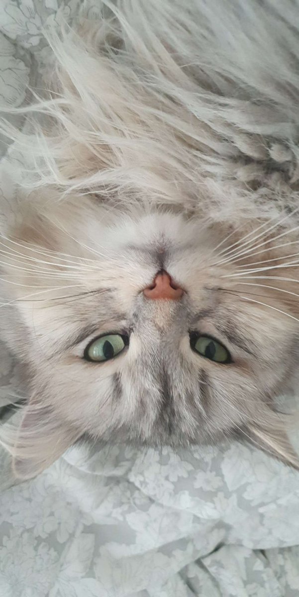 kubothecat's tweet photo. hapee meowthers day !! i louve my mum beecauz she givs me treets https://t.co/i83XmAoGxm