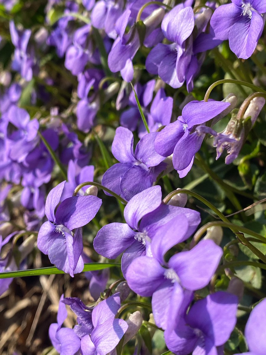 Violets everywhere! Like this road-side bank simply bursting with Common Dog Violets. 

#VioletChallenge #WildflowerHour