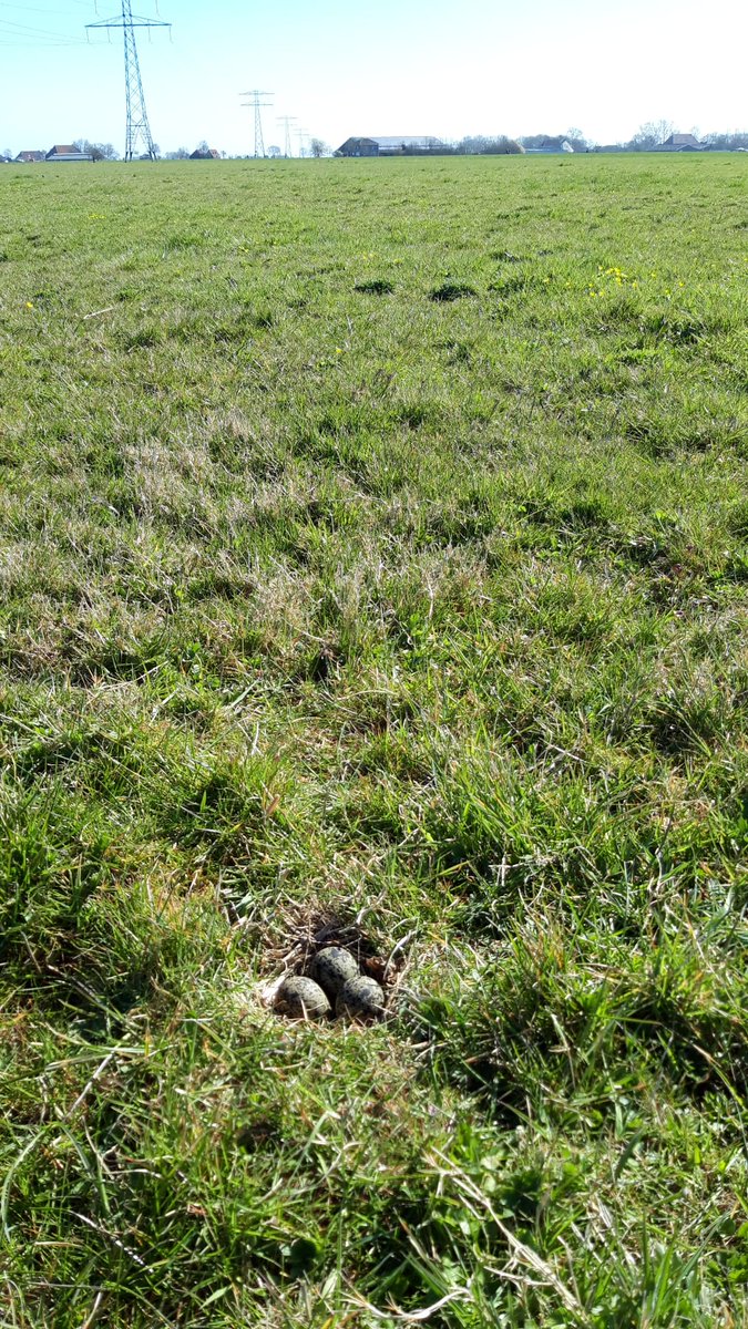 VogelwachtBolsw's tweet photo. Geachte honden bezitters, zou u uw hond willen aanlijnen en niet van het fietspad (Bolsward-Hartwerd) willen gaan i.v.m. broedende weidevogels vlak langs het pad. Namens de vogels hartelijk dank! https://t.co/vlwSryj2YV