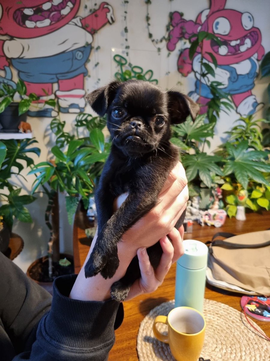 helloyoii's tweet image. GM I spent my weekend picking up a pup child 💫 Meet Tauntaun my new studio assistant 💗