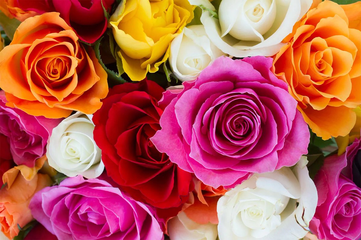 HelpTheEarthCW's tweet photo. Happy mothers day!
Celebrate mothers day properly by buying some fully green flowers or planting some with your mother! https://t.co/JBlQfZbV3u