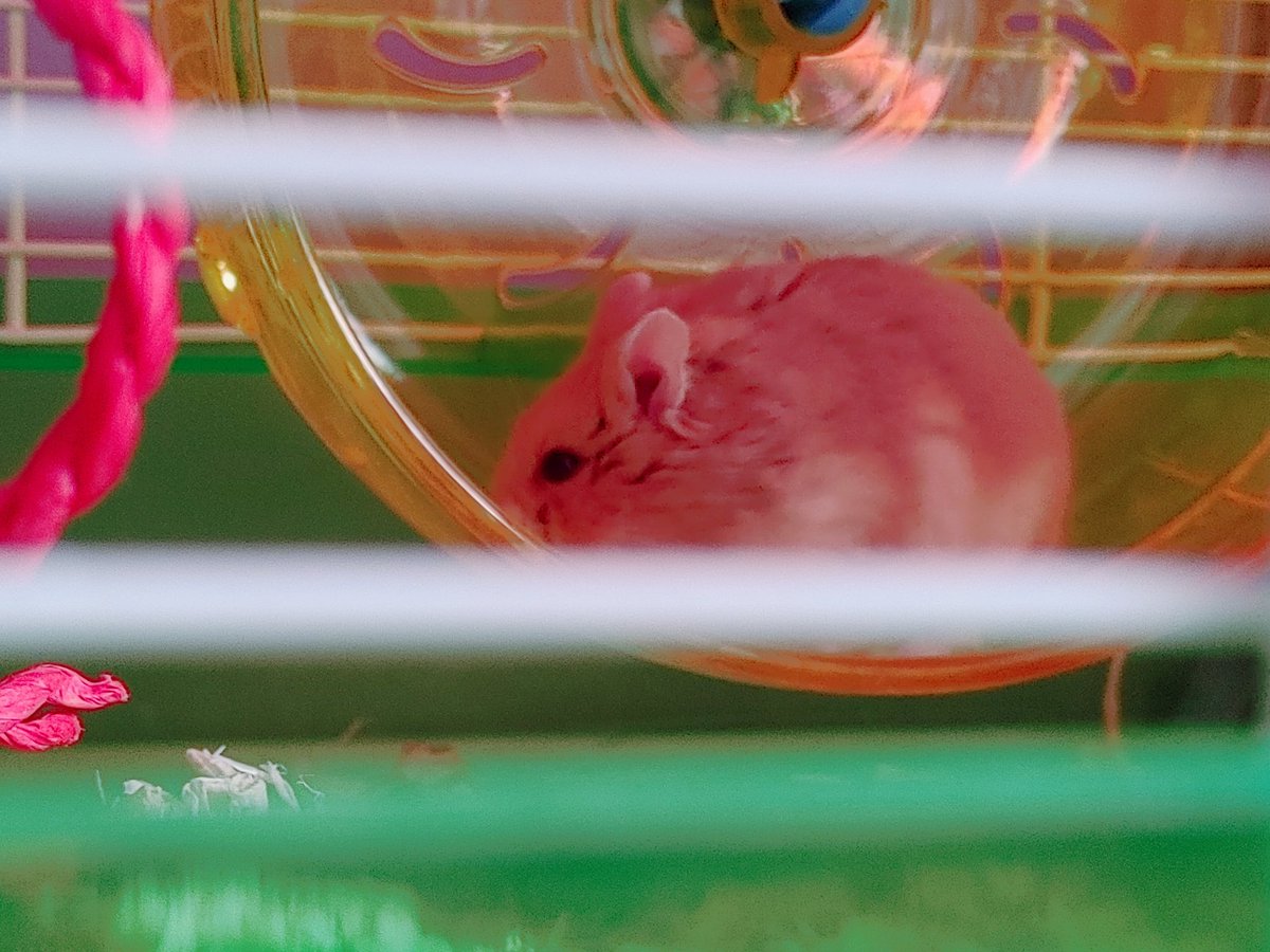 BabyKRx's tweet photo. i got the cutest #DwarfHamster for my birthday... what should i name it? im thinking chip? bambi? 🤷🏻‍♀️ https://t.co/5hJXLS9zjV
