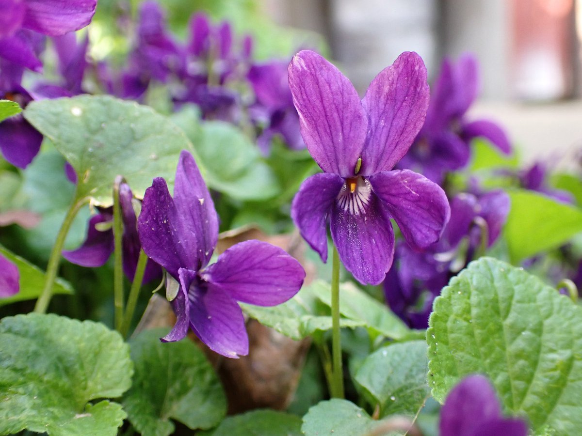 Sweet violets #violetchallenge 
#wildflowerhour