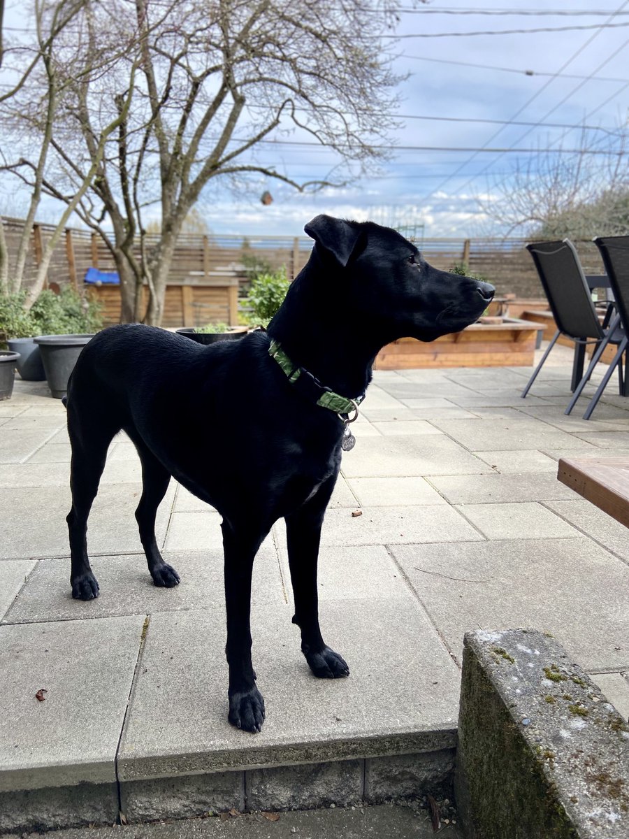 Look who’s helping in the garden! The one and only Instagram @ raven_the_weimaraner!