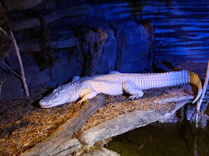 i went to zoo ! https://t.co/FDUcxzDB3V