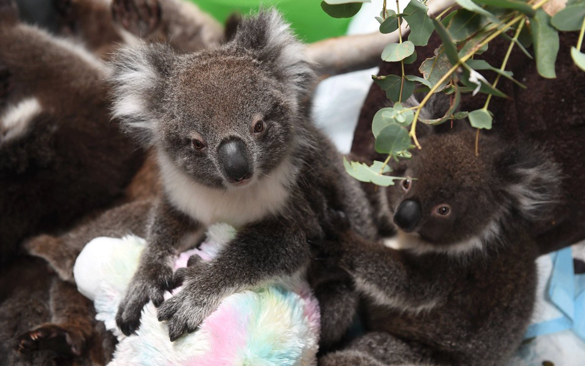 Коала остров. Тасмания коала. Австралия 000. Pt- 41 коала 295402.
