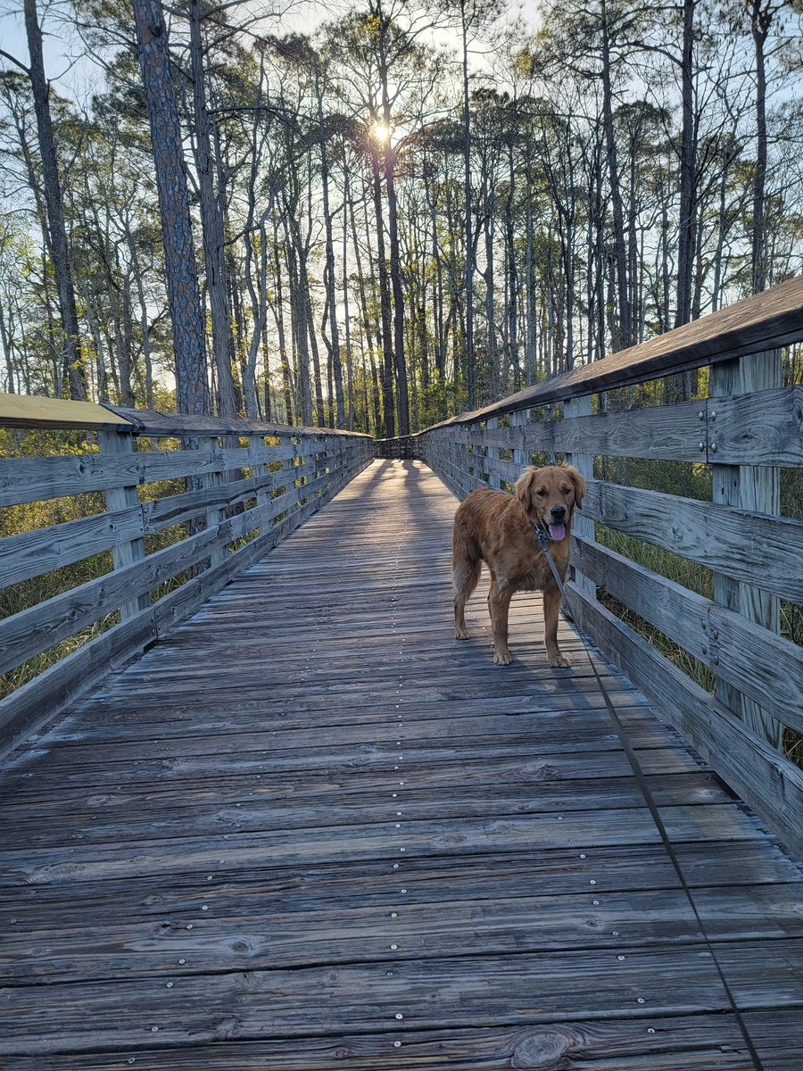 State parks are by far my favorite part about traveling the country.  The diversity and beauty in each park makes for such a fun adventure #stateparks #floridaparks #goldenretriever #dogsoftwitter