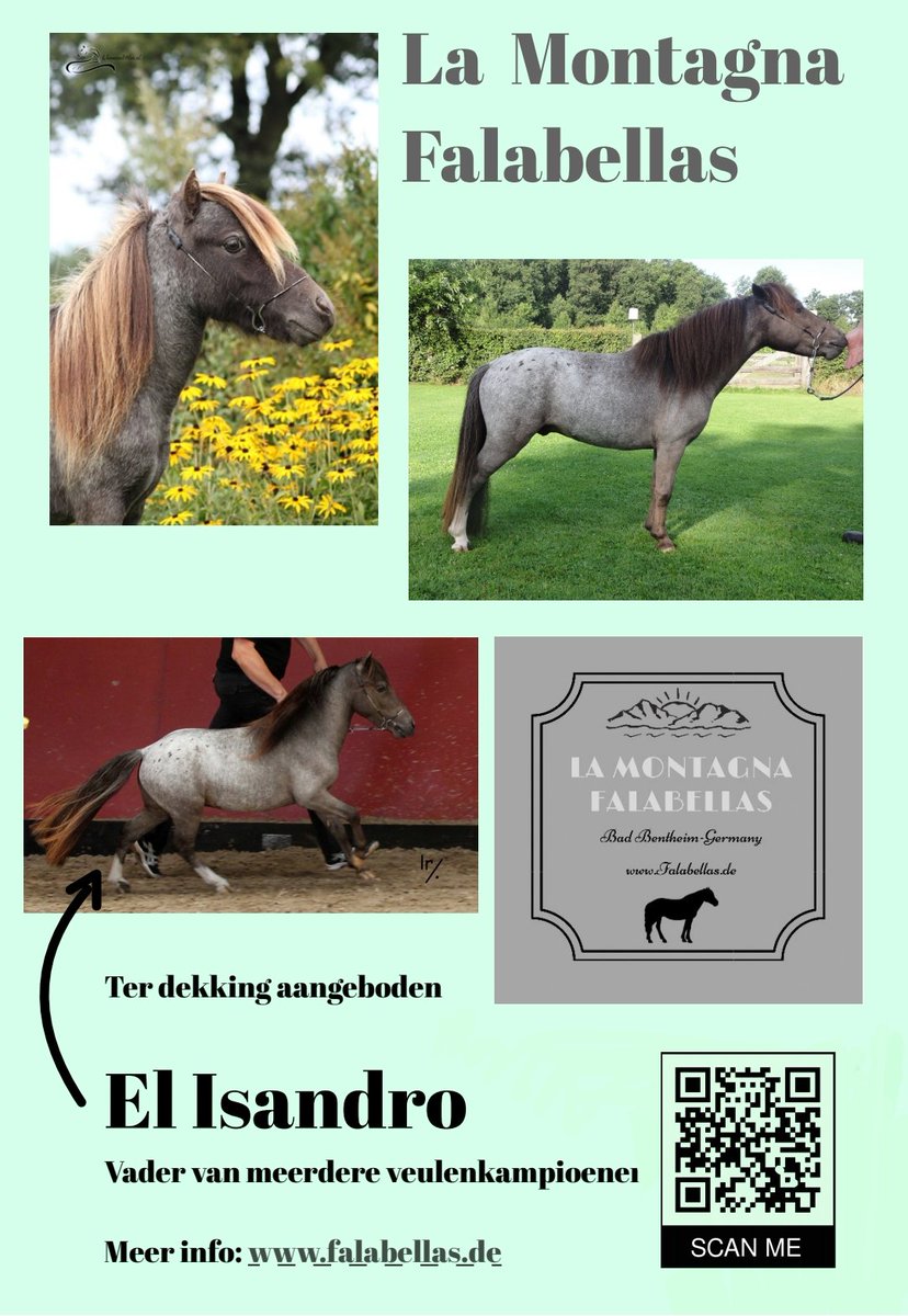 PordoiMartin's tweet photo. Onze mooie site #minipaarden #falabella @Brittjje https://t.co/Iqpll6zIX9