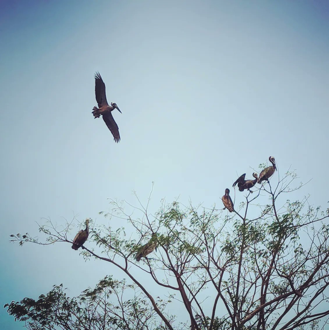 PeterfishPhoto's tweet photo. There were also amazing animals we saw. (We didn't see as many as I'd hoped, but we saw a few 😊.) From strange birds with strange calls, to pelicans like at the beach in the States, to sloths (yay!) and a raccoon-esque critter called a pizote. (1/2) https://t.co/qKXIZRxICr