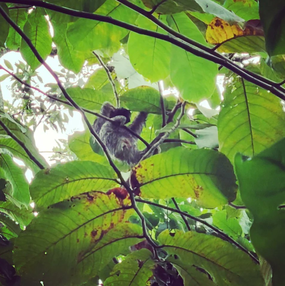 PeterfishPhoto's tweet photo. And the coolest freaking bug I've seen to date, so I was very excited about that! 

#bugsofinstagram #birdsofinstagram  #naturephotography #costarica https://t.co/BurdMnf9mk
