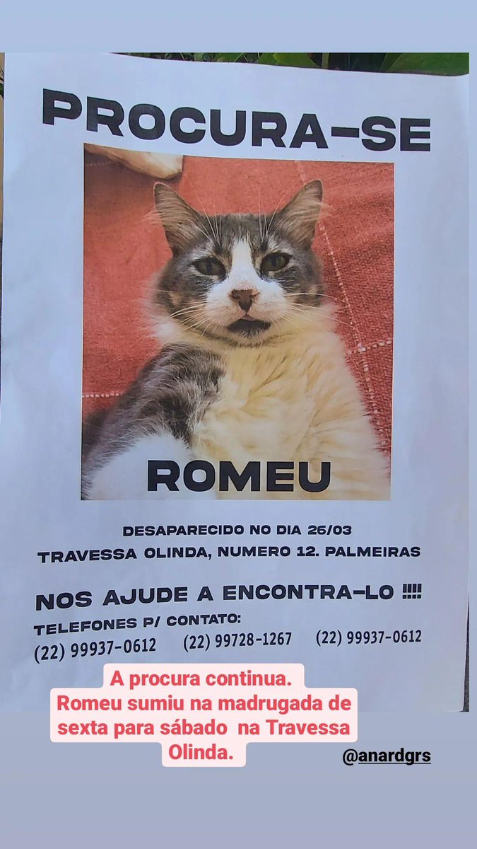 Fernand18486978's tweet photo. Aposto que o Romeu( meu gatinho) aparecerá se a @Anitta compartilhar a foto dele, a mobilização que essa mulher fez em prol da mudança do país... achar um gato é fichinha. https://t.co/a1tBHSzu25
