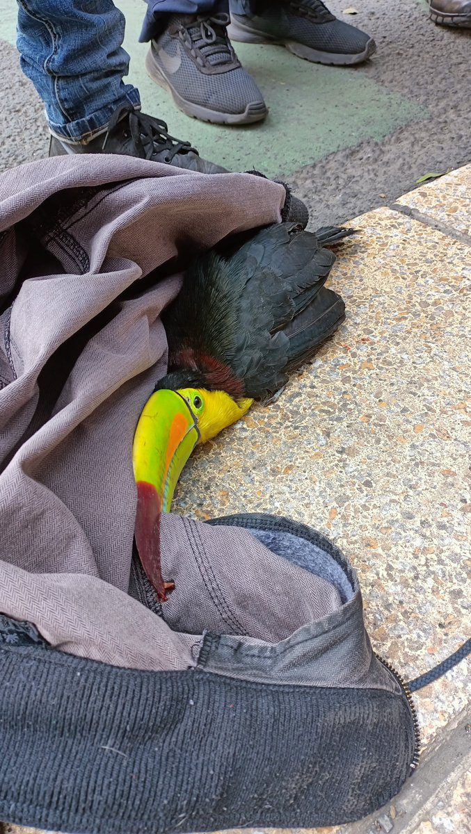 kittykat_maya's tweet photo. Hoy nos encontramos este Tucán en medio del arroyo vial y la ciclo pista de Reforma, en CDMX. Es un animal sin anillos de registro con heridas en el pico y sin plumas largas para volar bien. https://t.co/h9pgyuVpGI