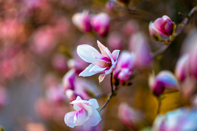 Our magnolia tree is starting to bloom. https://t.co/5hkZJrrrMK<a href="/tag/columbusday"class="tags"><span>#columbusday</span></a>