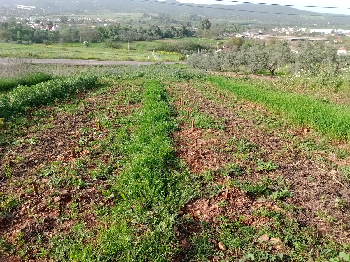 Que buena tarde en compañía de mi amigo <a href="/DiazJoseda/">José David Díaz Mohedano</a> en su viñedo experimental haciendo un primer pasecillo de poda en verde para formarlas viendo cómo van de bonitas y de uva!!. Gran trabajo en la gestión del suelo junto a un experto como <a href="/conde_onde/">Antonio Conde | Agricultor • Ingeniero Agrónomo</a>.