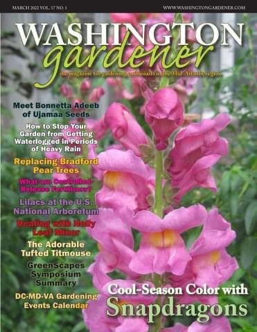 WDCGardener's tweet photo. One Community’s Exoerience Replacing Bradford Pear Trees
in the March 2022 issue of Washington Gardener Magazine at https://t.co/5M2xegLxn3
#gardened #gardening #columbus #md #dmv https://t.co/lDYE4XVV8y