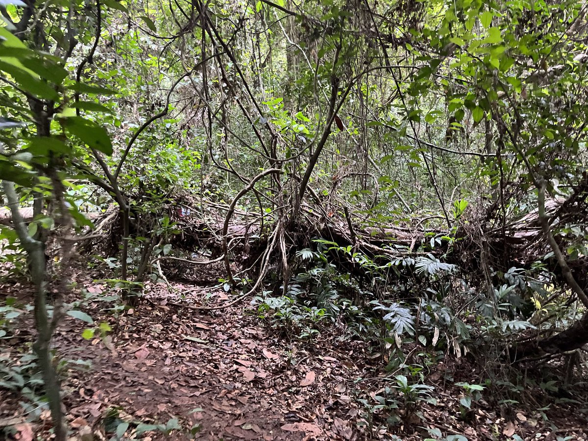 DiagouEhile's tweet photo. Ce samedi j’ai participé à un #TRAIL au banco 
11km dans la forêt! Un pure kiff 
C’est pas du jeu 😅! https://t.co/tu73jar5pb