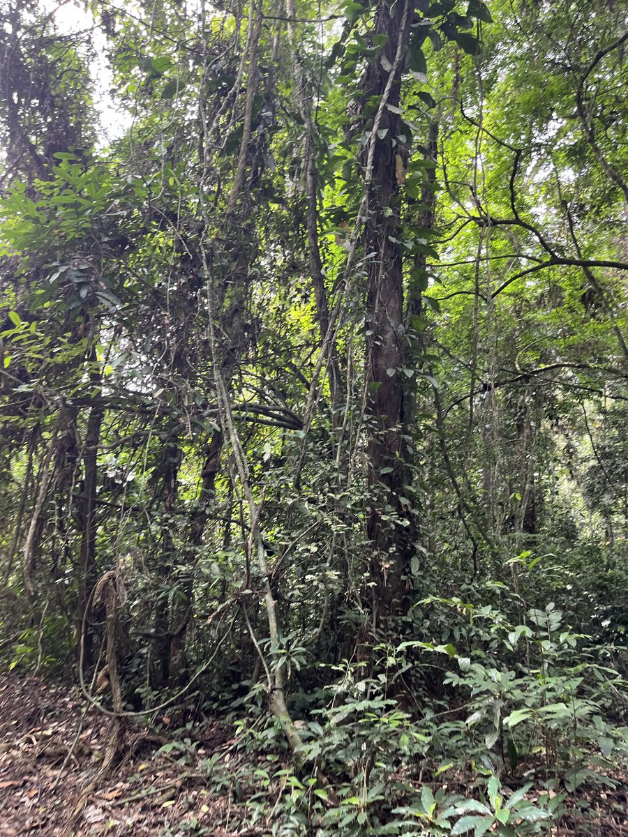 DiagouEhile's tweet photo. Ce samedi j’ai participé à un #TRAIL au banco 
11km dans la forêt! Un pure kiff 
C’est pas du jeu 😅! https://t.co/tu73jar5pb