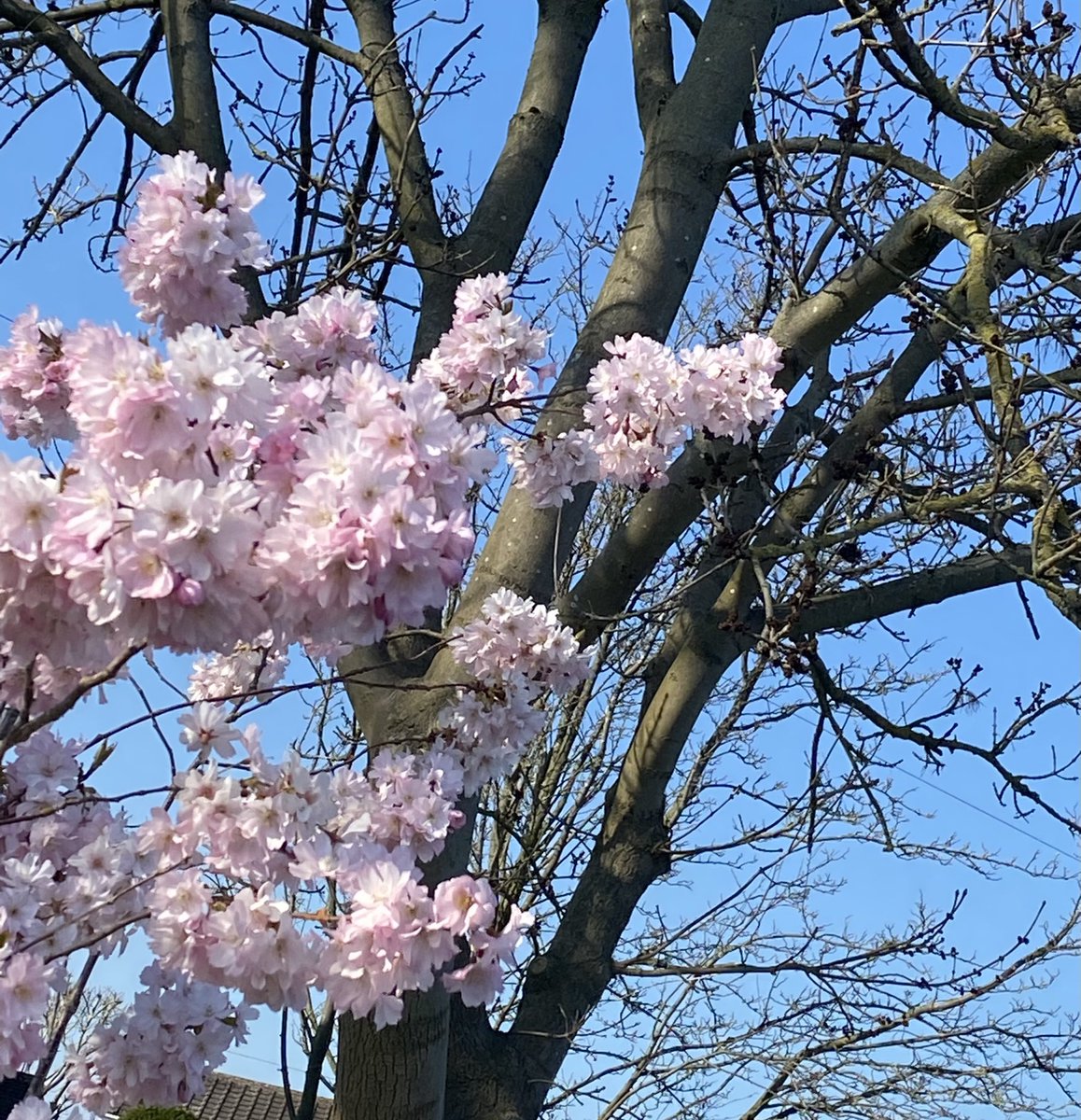 thinkingoftrees's tweet image. Spring comes in stages!
#BlossomWatch