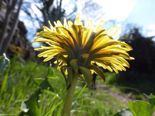 LGSpace's tweet photo. It's interesting to look around from a hungry bee's perspective at this time of year. With so few plants yet flowering, where does your next meal come from? It's why dandelions can be an early-season lifeline if we just let them grow! https://t.co/0MhXteXbz4