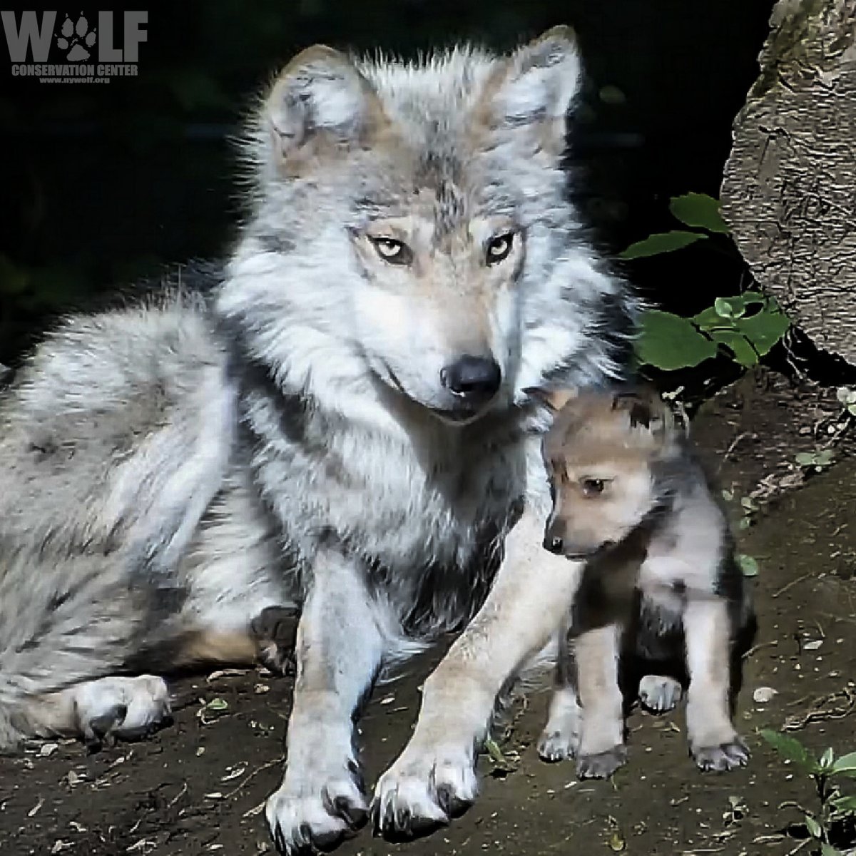 nywolforg's tweet photo. This is what sisterhood looks like 🐺
#LoboWeek https://t.co/WxFeeCKzwa