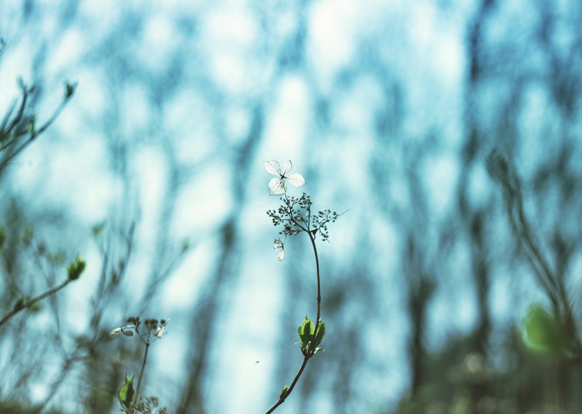 ・
forest bath
・
・
#nature #forestbath 
#hydrangea #green
#naturephotograph