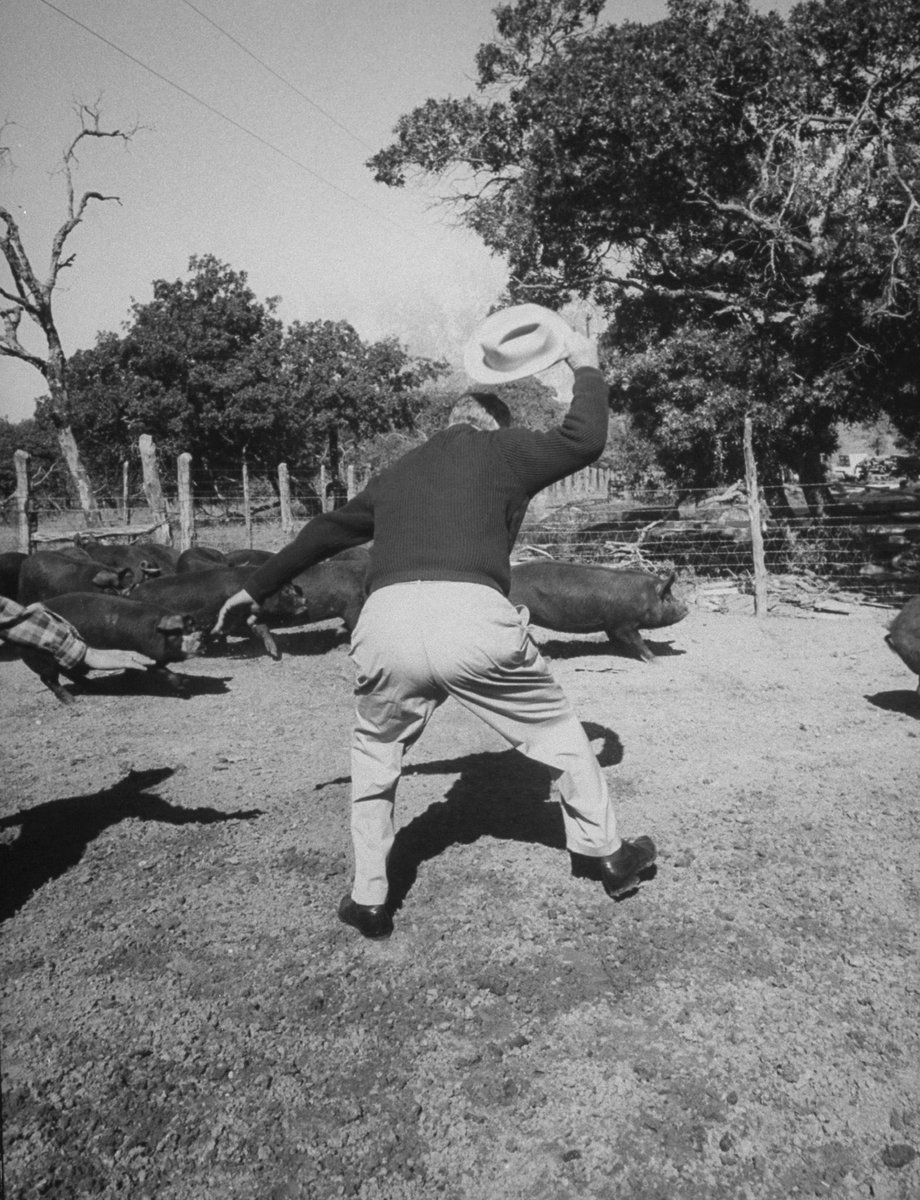 normalpols's tweet photo. Lyndon B. Johnson herding pigs on his ranch. October 1964. https://t.co/MIMKoQz8Zr
